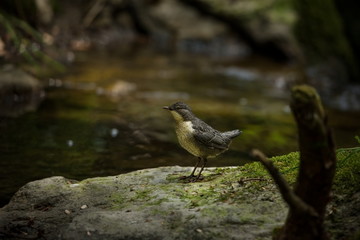 Cinclus cinclus. Photographed in Czech. Wild nature. Europe's wildlife. From bird life. Bird in the water. Beautiful picture.