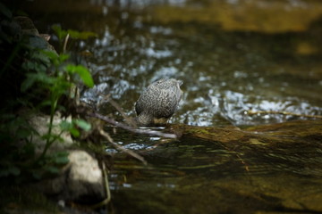 Cinclus cinclus. Photographed in Czech. Wild nature. Europe's wildlife. From bird life. Bird in the water. Beautiful picture.