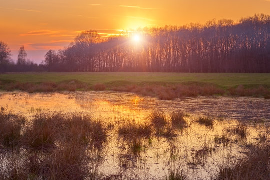 Lovely spring marsh at sunset, colorful nature landscape © larauhryn