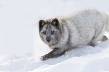 Hunting silver arctic fox 