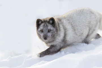 Fototapeta premium Hunting silver arctic fox 
