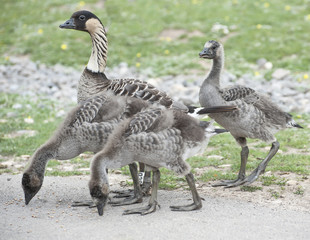 Canada geese and goslings