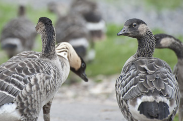 Canada geese and goslings