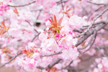 Fototapeta premium Cherry blossoms scene
