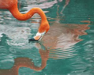 Pink flamingo © Snapvision