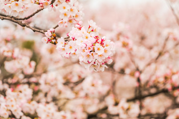  Beautiful cherry blossom , sakura  in spring time in soft focus.