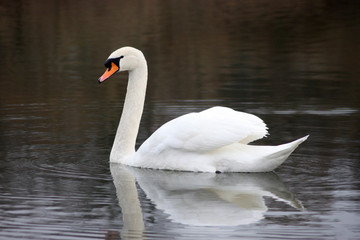 Fototapeta premium Beautiful white swan floating on the lake.