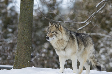 Timber wolf in winter 