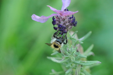 Hummel
