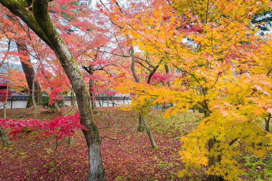 Red and yellow tree in Japanese garden