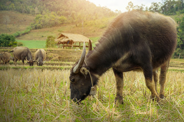 buffalo in rice field.Evening landscape in countryside of Thailand.