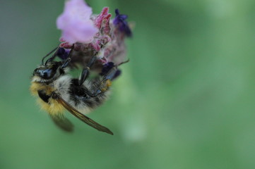 Hummel an Lavendel