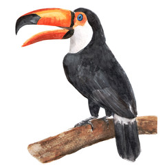 Toucan - watercolor illustration on a white background