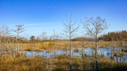 bare autumn trees in cypress swamp