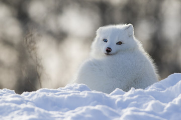 Obraz na płótnie Canvas Blue eye arctic fox