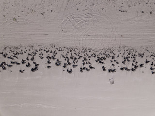 Aerial View looking down on a Welsh Beach in the UK. Looking straight down at the great expanse of a textured sandy beach, Taken 400 feet in the air by a drone.