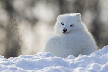 Naklejka na ściany i meble Blue eyes arctic fox
