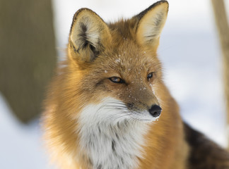 red fox portrait in winter 