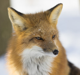 Fototapeta premium red fox portrait in winter 