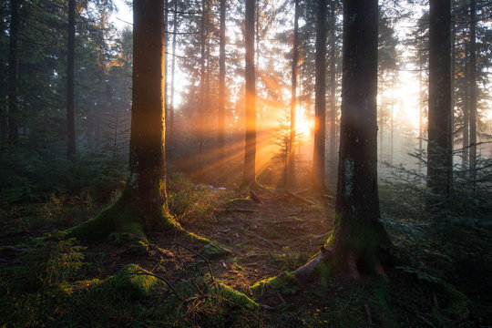 Fototapeta mystische Lichtstimmung im Schwarzwald