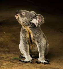 Koala in thinker-pose