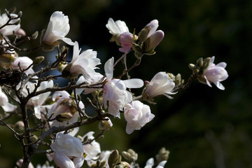 Beautiful spring background with blooming magnolia tree flowers. The brunch of blossoming white magnolia tree in sunlight close up in shallow depth of field.