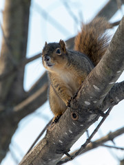 015-squirrel-wdsm-07jan18-09x12-001-3499