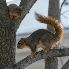 015-squirrel-wdsm-07jan18-09x09-006-3488