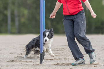 Border Collie doing slalom in agility dog competition