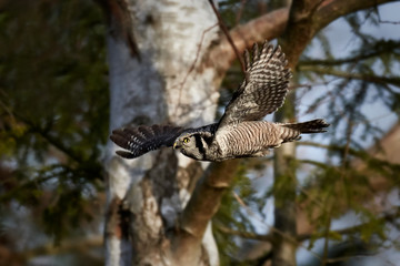 Northern hawk-owl (Surnia ulula)