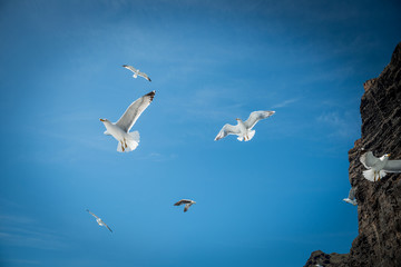 flying seagulls