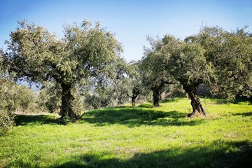Koroneiki variety olive grove in Messinia, Greece.