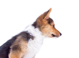cute corgi studio shot on an isolated white background