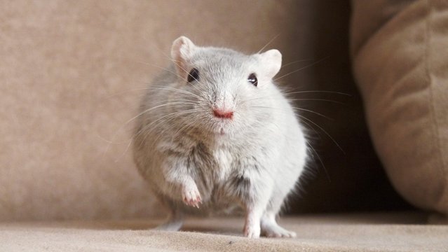 s&uuml;&szlig;e Rennmaus