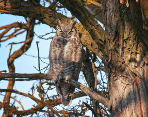 a great horned owl sitting in a tree out in nature on a hot summer day