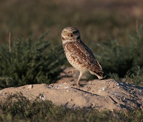 Beautiful photo of an owl