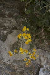 Jacobaea maritima