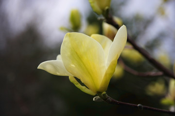 Beautiful spring background with blooming magnolia tree flowers. Yellow magnolia flower close up against gray sky in shallow depth of field. 