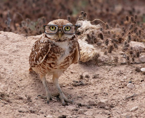 Beautiful photo of a burrowing owl with glasses on