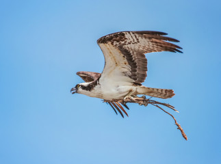 an osprey flying with a stick to build a nest agaisnt the blue sky