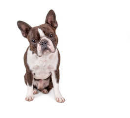 cute boston terrier puppy isolated on a white background studio shot