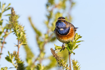 Eines der seltenen Blaukehlchen in frontaler Ansicht auf grünen Strauch
