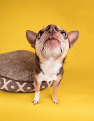 wide angle shot of a cute chihuahua begging for a treat while sitting on a pet bed on an isolated yellow background