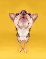 Fototapeta na wymiar wide angle shot of a cute chihuahua begging for a treat on an isolated yellow background