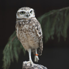 Owl