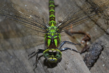 Beautiful colorful dragonfly on the piece of wood