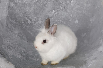 white hare on ice