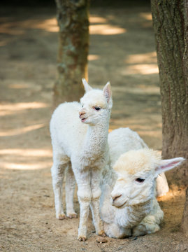 baby Cria alpaca  with its mother standing beside