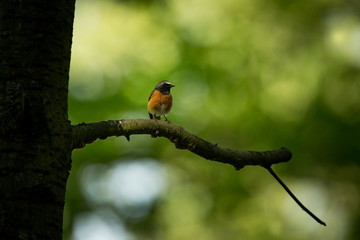 Phoenicurus phoenicurus. The wild nature of the Czech Republic. Free nature. Beautiful picture. Bird on the tree. Spring nature. From bird life.
