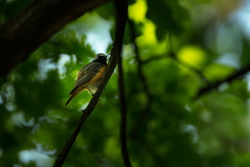 Phoenicurus phoenicurus. The wild nature of the Czech Republic. Free nature. Beautiful picture. Bird on the tree. Spring nature. From bird life.